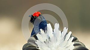 Lekking Black Grouse ( Lyrurus tetrix).