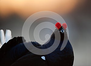 Lekking Black Grouse ( Lyrurus tetrix).