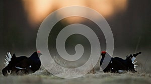 Lekking Black Grouse ( Lyrurus tetrix).