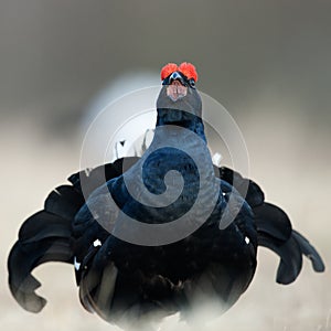 Lekking Black Grouse ( Lyrurus tetrix).