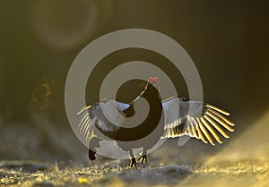 Lekking Black Grouse ( Lyrurus tetrix).