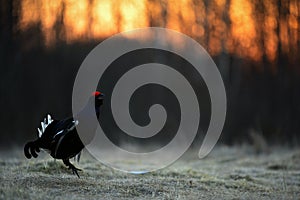 Lekking Black Grouse ( Lyrurus tetrix).