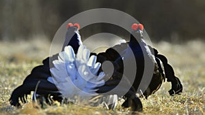 Lekking Black Grouse ( Lyrurus tetrix).