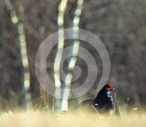 Lekking Black Grouse ( Lyrurus tetrix).