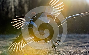 Lekking Black Grouse ( Lyrurus tetrix).