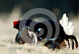 Lekking Black Grouse ( Lyrurus tetrix). Male and female.