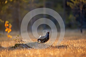 Lekking black grouse Tetrao tetrix