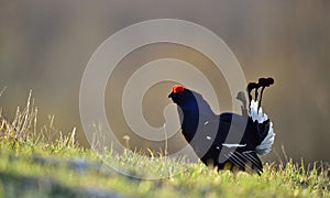 Lekking black grouse (Tetrao tetrix)