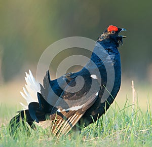 lekking black grouse (Tetrao tetrix).