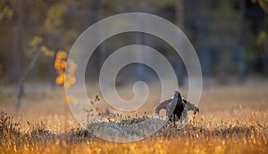 Lekking black grouse Tetrao tetrix. Sunrise Backlight.