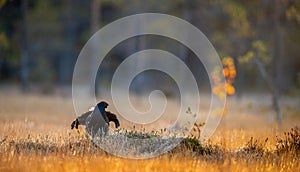 Lekking black grouse Tetrao tetrix. Sunrise Backlight.