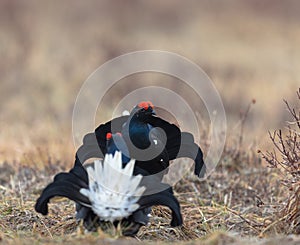 Lekking black grouses - Tetrao tetrix. Early morning in early April. Springtime