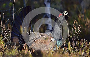 Lekking Capercaillie (Tetrao urogallus) male in the spring forest. The western capercaillie (Tetrao urogallus)