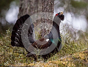 Lekking Capercaillie Tetrao urogallus male in the spring fores