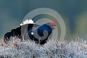 Lekking nice bird Black Grouse, Tetrao tetrix, in marshland, Sweden. Cold spring in the nature. Wildlife scene from north Europe.