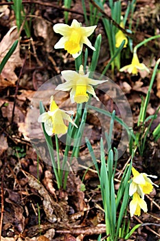 Lellingen, Luxembourg - March 2023 - Daffodils along Via Botanica