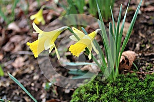 Lellingen, Luxembourg - March 2023 - Daffodils along Via Botanica