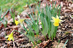 Lellingen, Luxembourg - March 2023 - Daffodils along Via Botanica