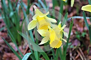 Lellingen, Luxembourg - March 2023 - Daffodils along Via Botanica