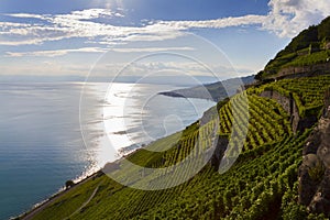 Leman Lake. Terrace vineyard in Lavaux region, Switzerland