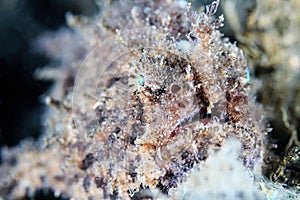 Lembeh Hispid Frogfish