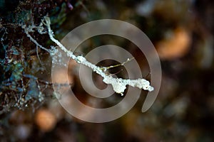 Lembeh Pygmy Seadragon Kyonemichthys rumengani photo