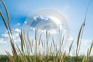 Lemma grass that light of sun shining behind with bright blue sk