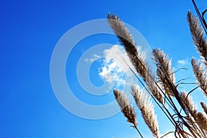 Lemma grass that the light of the sun