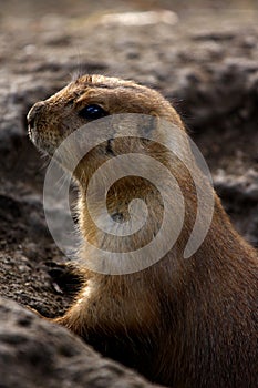 Lemming