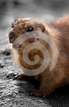 Lemming