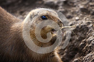Lemming