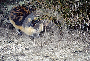 A lemming in Norway