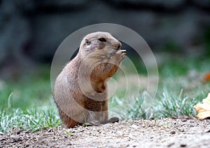 Lemming portrait img