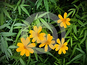 Lemmon`s marigold, a species of Marigolds.