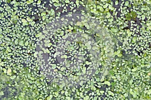 Lemna duckweeds