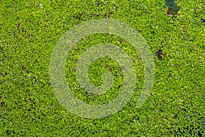 Lemna minor, the common duckweed or lesser duckweed