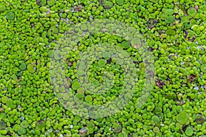 Lemna minor, the common duckweed or lesser duckweed