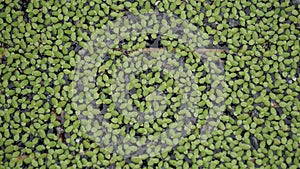 Lemna minor (Mata Lele, thallus, common duckweed). Lemna minor is very suitable for bioethanol production