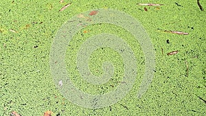 Lemna minor (Mata Lele, thallus, common duckweed, lesser duckweed)