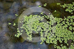 Lemna minor plant in a river