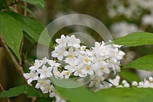 Lemoine Deutzia x lemoinei Boule de Neige, white flowers