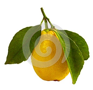 Lemon