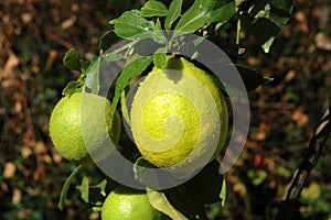 Lemon