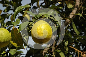 Lemon