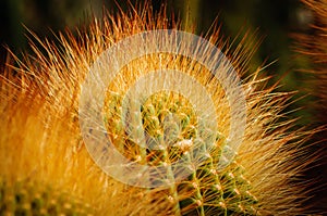 Lemon Ball cactus with shining yellow thorns. Notocactus. Close up