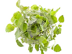 Lemon balm