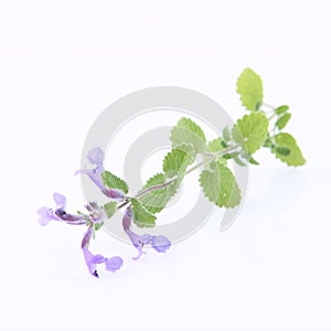 Lemon balm