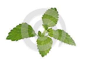 Lemon Balm