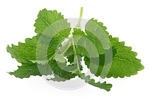 Lemon balm