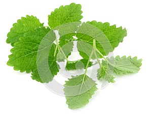 Lemon balm